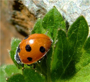 lady bug